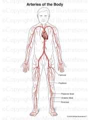 Vascular Anatomy