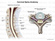 Cervical Spine Anatomy